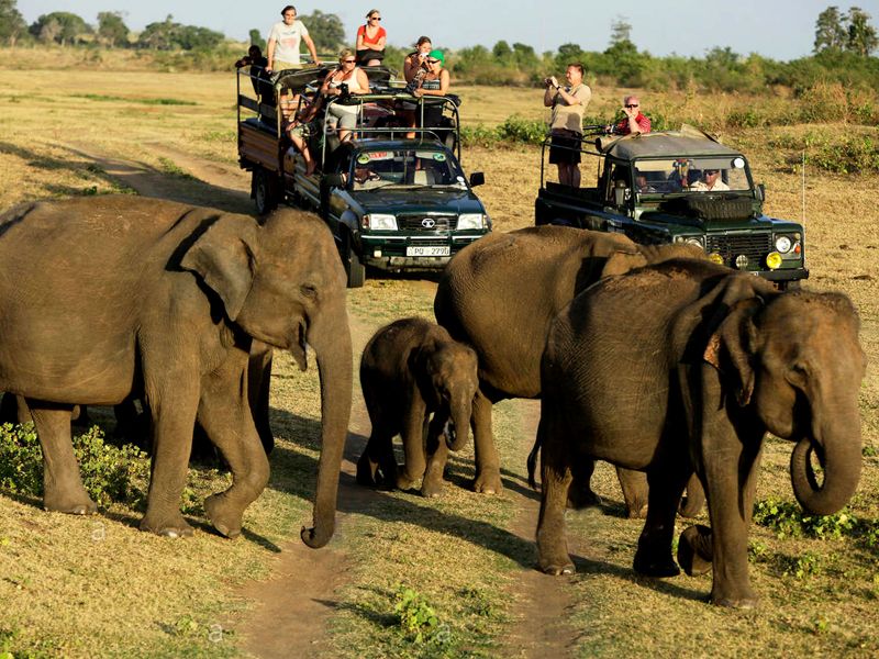 Safari Places in Sri Lanka: Where to Experience the Island’s Wild Side